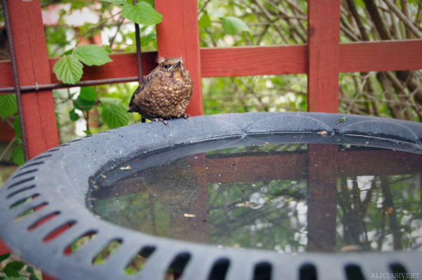 screw this, I'm outta here, aliciasivert, alicia sivertsson, blackbird, bird, nest, birdnest, bird nest, birds, chick, chicks, nestlings, nestling, squeaker, squeakers, baby bird, baby birds, fågelbo, koltrast, koltrastbo, koltrastungar, fågelungar, fågelunge, unge, ungar, vår