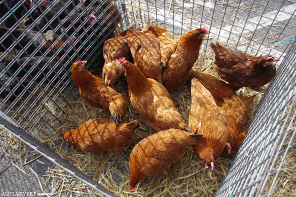aliciasivert, alicia sivertsson, Le Nebourg, market day, livestock, hen, chicken, chicks, höns, hönor, kycklingar, marknad, marknadsdag