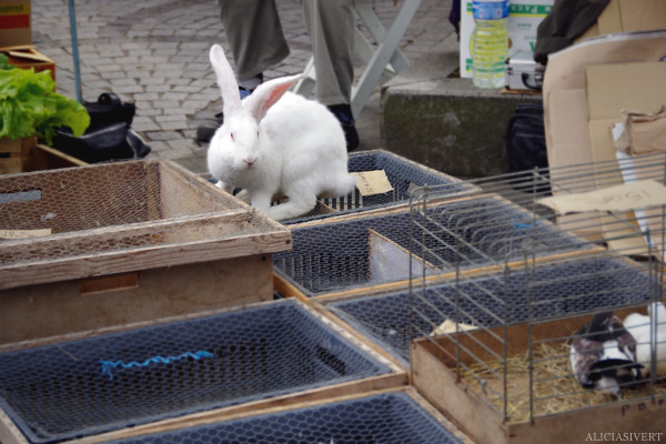 aliciasivert, alicia sivertsson, Le Nebourg, market day, livestock, marknad, marknadsdag, rabbit, bunny, kanin, kaniner