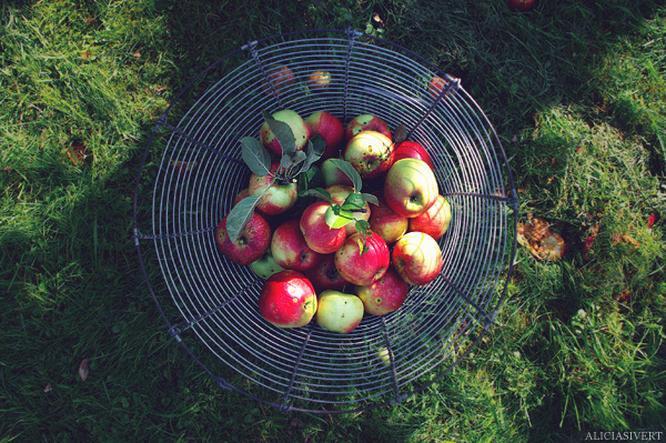 aliciasivert, alicia sivertsson, apples, apple, fruit, autumn, fall, basket, garden, fallfrukt, äpple, äpplen, korg, höst, trädgård