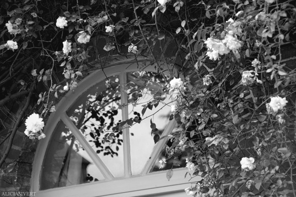 aliciasivert, Alicia Sivertsson, France, Normandy, Les Jardins d'Angelique, garden, gardens, window, flowers, roses, rose, Frankrike, Normandie, trädgårdar, trädgård, blommor, rosor, ros, fönster
