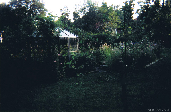 aliciasivert, alicia sivertsson, analog photography, djurgården, djurgarden, sweden, house, building, light, leaves, green house, vegetation, summer morning, garden, glass house, sommarmorgon, växthus, trädgård, ljus, lövverk, löv, hus, byggnad, analog, analogt fotografi, engångskamera