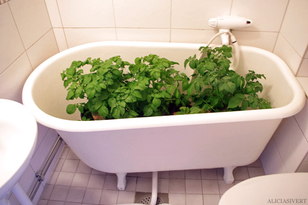 aliciasivert, alicia sivert, alicia sivertsson, odling, plantera, änglamark, ekologisk potatis, änglamarks ekologiska odlingsjord, kruka, skott, potatis, potatisplanta, gro, grodd, hink, kruka, balkong, blast, skelett, plant, potatoes, potatoe, organic, ecological, balcony, bucket, bathtub, badkar