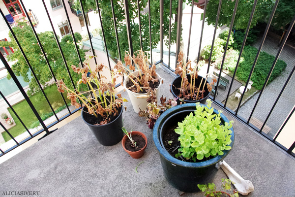 aliciasivert, alicia sivert, alicia sivertsson, odling, plantera, änglamark, ekologisk potatis, änglamarks ekologiska odlingsjord, kruka, skott, potatis, potatisplanta, gro, grodd, hink, kruka, balkong, blast, skelett, plant, potatoes, potatoe, organic, ecological, balcony, bucket