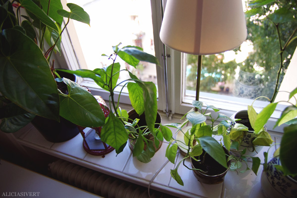 aliciasivert, alicia sivert, alicia sivertsson, odling, plantera, ekologisk paprika, paprikafrön, änglamarks ekologiska odlingsjord, kruka, skott, planta, plantor, paprikaplantor, plant, flowers, flower, sweet peppers