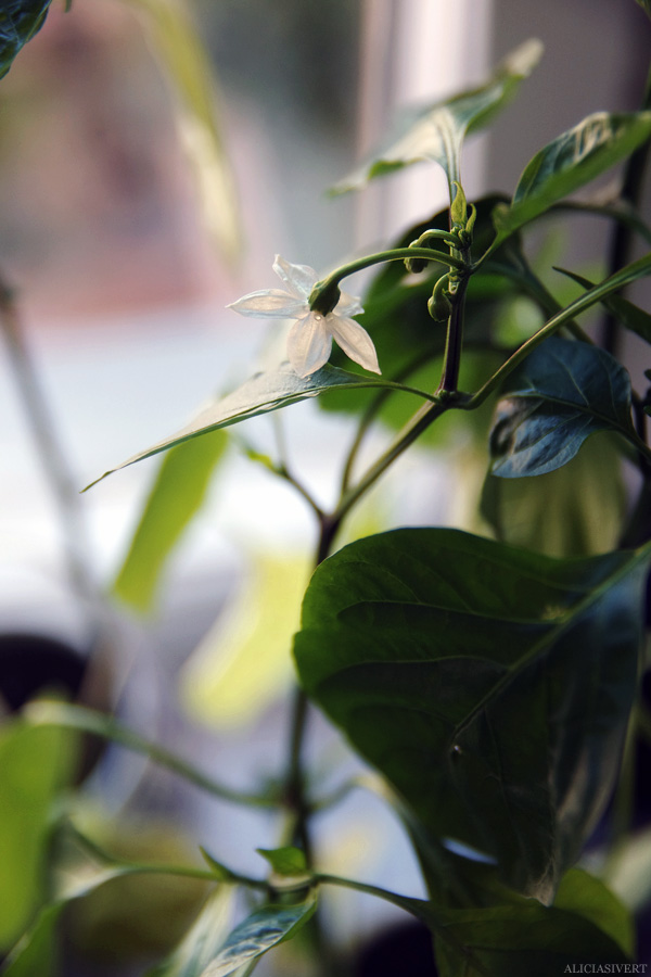 aliciasivert, alicia sivert, alicia sivertsson, odling, plantera, ekologisk paprika, paprikafrön, änglamarks ekologiska odlingsjord, kruka, skott, planta, plantor, paprikaplantor, plant, flowers, flower, sweet peppers