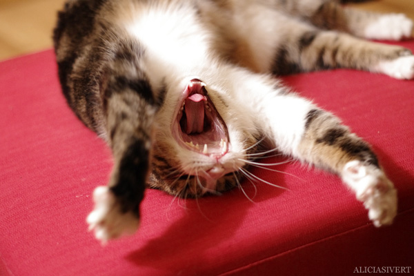 aliciasivert, alicia sivert, alicia sivertsson, cat, katt, stevie the dog, gäspa, yawn