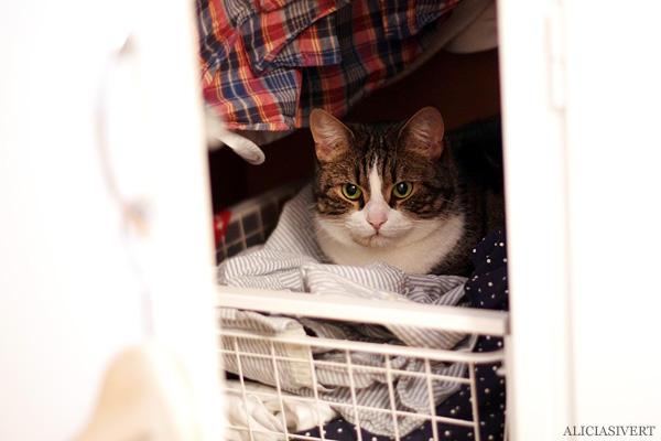 aliciasivert, alicia sivert, alicia sivertsson, cat, katt, stevie the dog, garderob, wardrobe