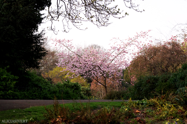 aliciasivert, Alicia Sivertsson, London, england, semester, vacation, holiday, regent's park