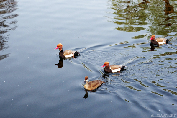 aliciasivert, Alicia Sivertsson, London, england, semester, vacation, holiday, park, änder, duck