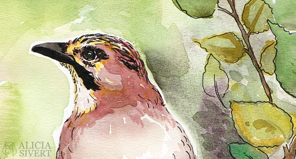 aliciasivert, Alicia Sivertsson, alicia sivert, Eurasian Jay, nötskrika, fågel, garden bird, trädgårdsfågel, paint, painting, aquarelle, akvarell, målning, måla, watercolor, water color, watercolour, colour, vattenfärg, bläck, ink, illustration, skapa, skapande, kreativitet, konst, art, papper