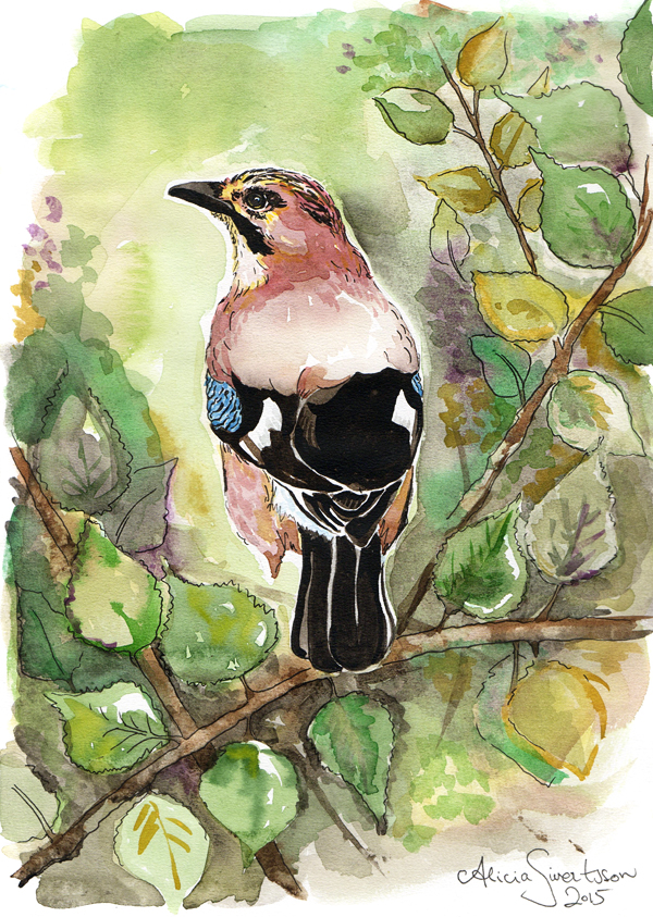 aliciasivert, Alicia Sivertsson, alicia sivert, Eurasian Jay, nötskrika, fågel, garden bird, trädgårdsfågel, paint, painting, aquarelle, akvarell, målning, måla, watercolor, water color, watercolour, colour, vattenfärg, bläck, ink, illustration, skapa, skapande, kreativitet, konst, art, papper