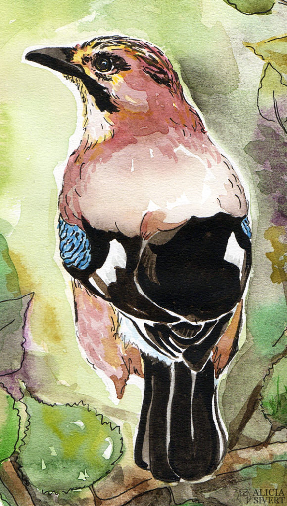aliciasivert, Alicia Sivertsson, alicia sivert, Eurasian Jay, nötskrika, fågel, garden bird, trädgårdsfågel, paint, painting, aquarelle, akvarell, målning, måla, watercolor, water color, watercolour, colour, vattenfärg, bläck, ink, illustration, skapa, skapande, kreativitet, konst, art, papper