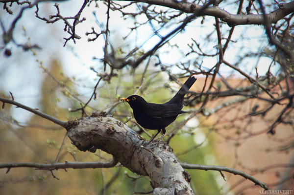 aliciasivert, alicia sivertsson, blackbird, bird, koltrast, koltrasthane