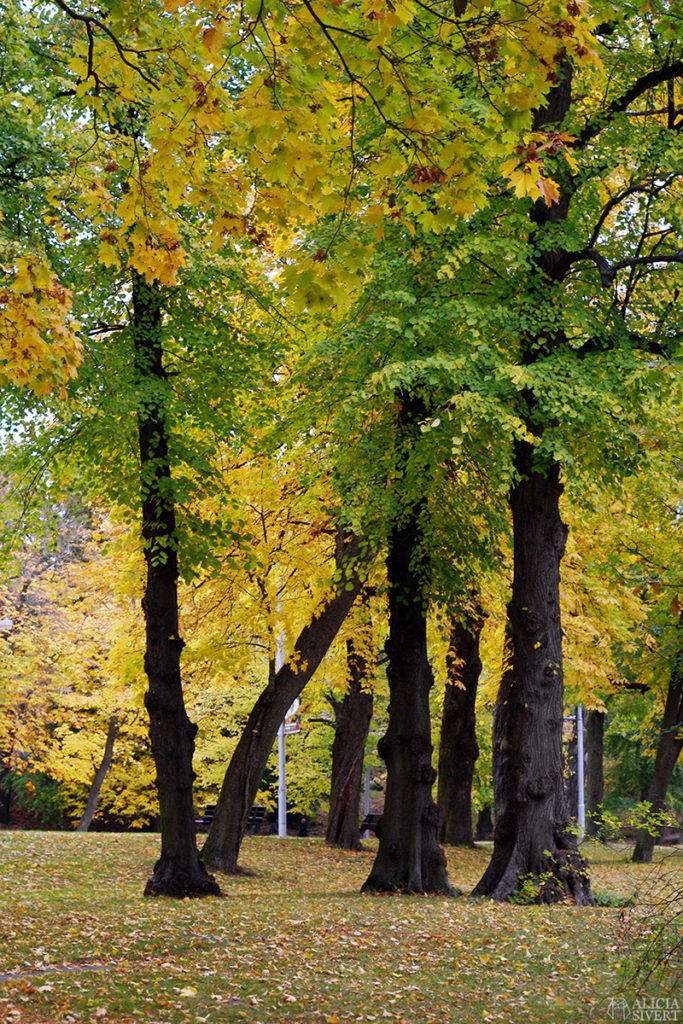 aliciasivert alicia sivert alicia sivertsson höst autumn djurgården stockholm oktober october promenad walk yellow leaf leaves gula löv blad