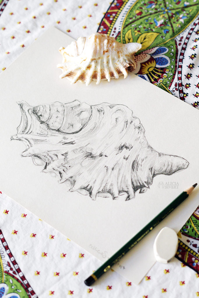 aliciasivert alicia sivert sivertsson art konst skapande kreativitet teckning skiss drawing sketch snäcka shell snäckor shells blyerts grafit