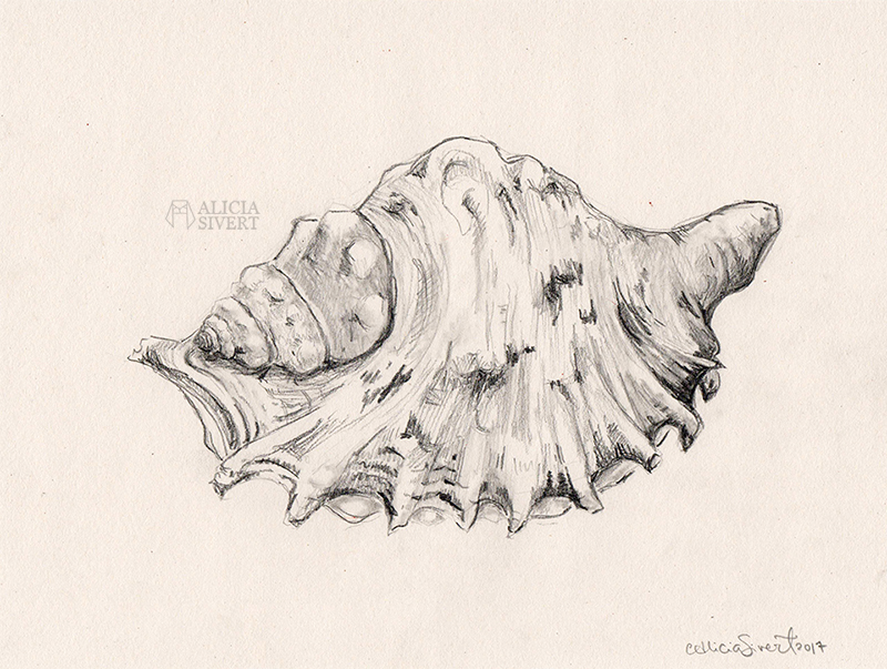 aliciasivert alicia sivert sivertsson art konst skapande kreativitet teckning skiss drawing sketch snäcka shell snäckor shells blyerts grafit