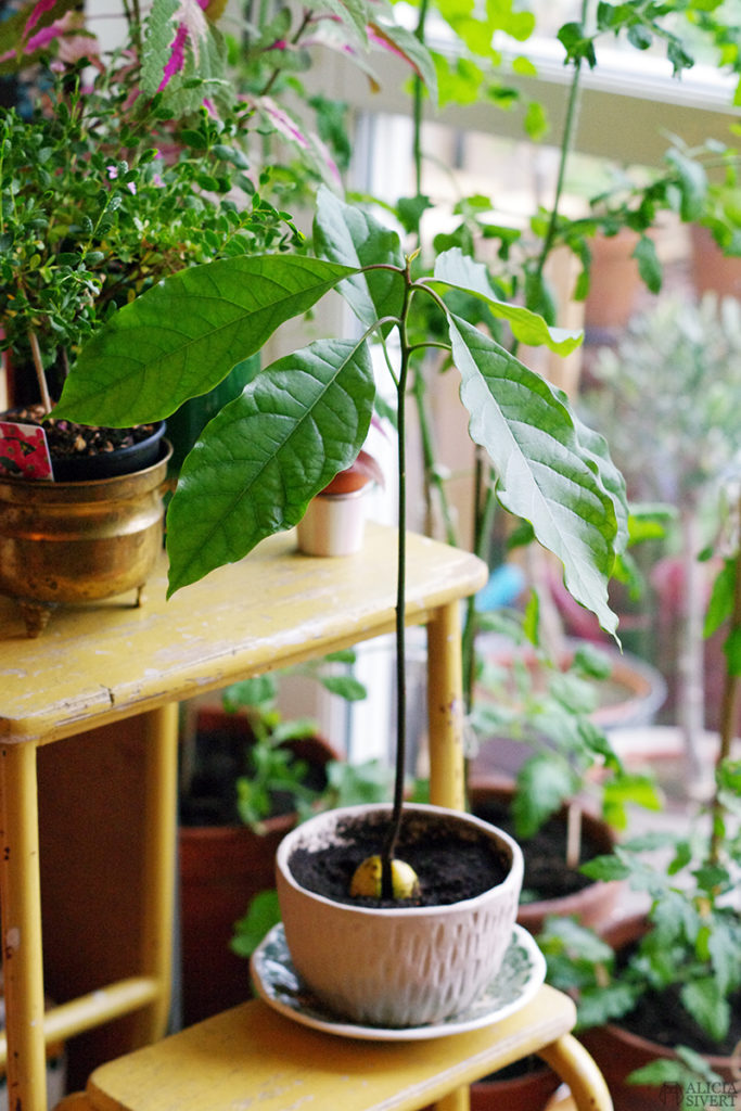 aliciasivert alicia sivert sivertsson odla odling på balkong balkongodling innerstan stockholm ätbart i kruka krukväxt krukväxter växter växt avokado avocado ur kärna avokadoträd avokadoplanta planta