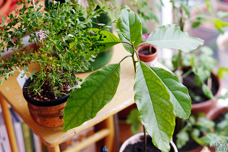 aliciasivert alicia sivert sivertsson odla odling på balkong balkongodling innerstan stockholm ätbart i kruka krukväxt krukväxter växter växt avokado avocado ur kärna avokadoträd avokadoplanta planta