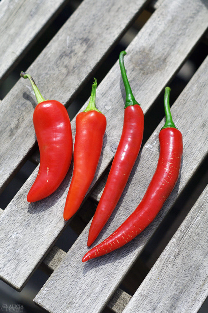 Balkongodlad chili, foto av Alicia Sivertsson. aliciasivert alicia sivert sivertsson odla på balkong balkongodling odling trädgård inspiration inreda inredning kruka krukor det norske hageselskap hage på balkongen chili aji blanco cristal impala