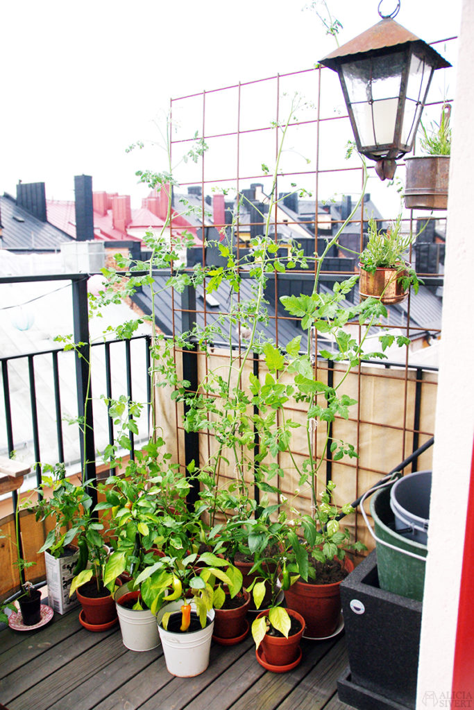 aliciasivert alicia sivert sivertsson odla på balkong balkongodling odling trädgård inspiration inreda inredning kruka krukor det norske hageselskap hage på balkongen avhärda avhärdning tomat tomater tomatplantor chili paprika