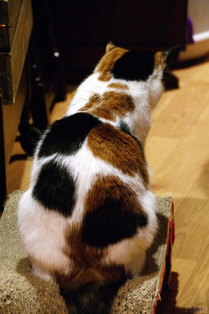 semester resa london england att göra utflykt utflyktsmål cat café kattcafé katt kaffe café katter cats fika see and do
