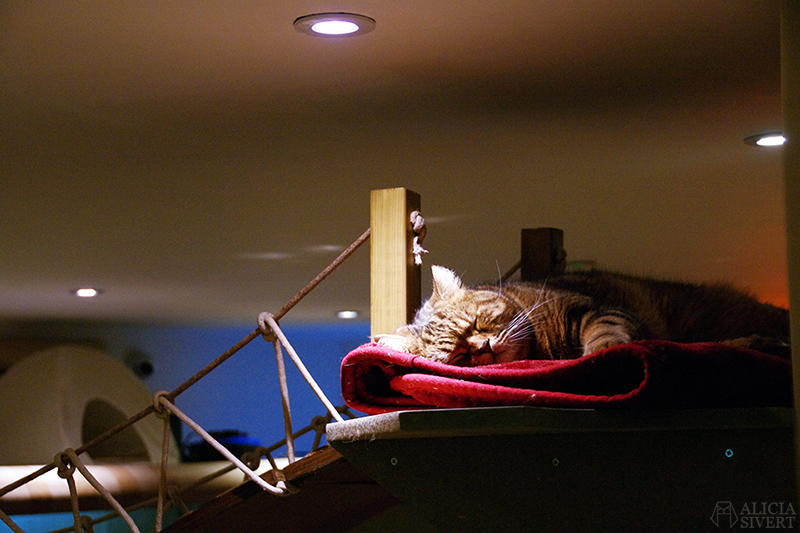 semester resa london england att göra utflykt utflyktsmål cat café kattcafé katt kaffe café katter cats fika see and do