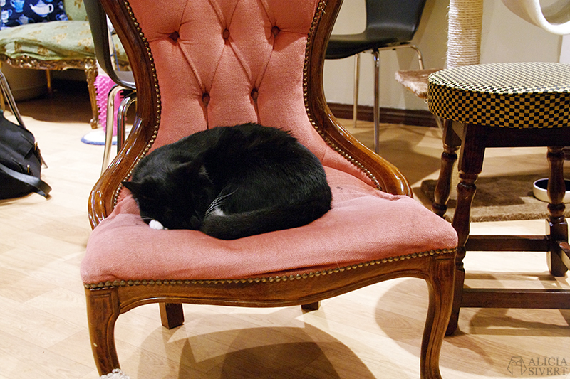 semester resa london england att göra utflykt utflyktsmål cat café kattcafé katt kaffe café katter cats fika see and do