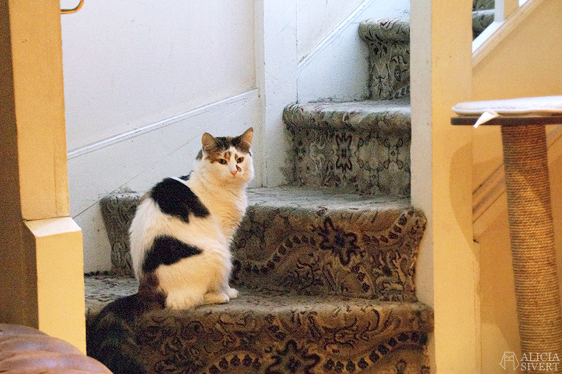 semester resa london england att göra utflykt utflyktsmål cat café kattcafé katt kaffe café katter cats fika see and do