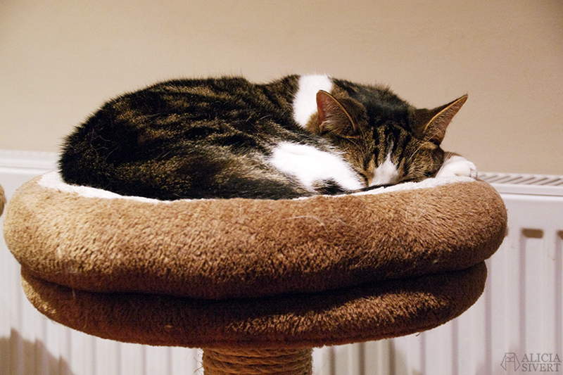 semester resa london england att göra utflykt utflyktsmål cat café kattcafé katt kaffe café katter cats fika see and do