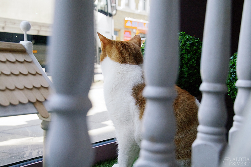 semester resa london england att göra utflykt utflyktsmål cat café kattcafé katt kaffe café katter cats fika see and do