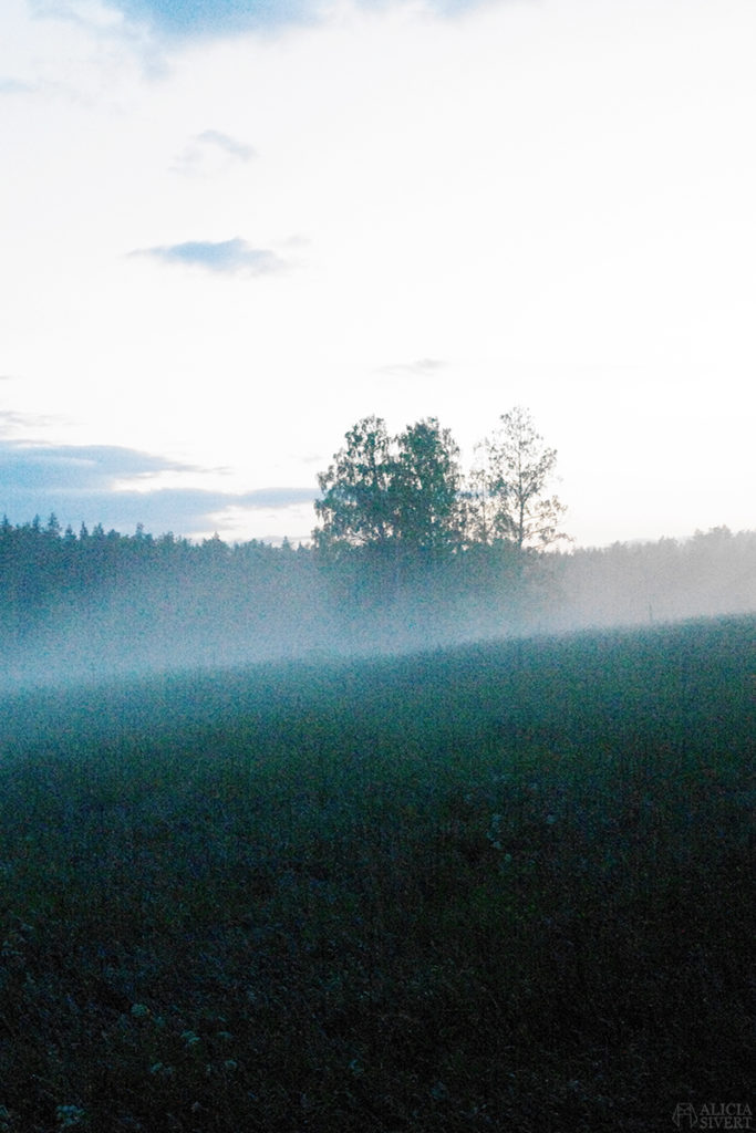 uttersberg dimma fog dusk skymning sommarkväll sommarnatt kväll äng