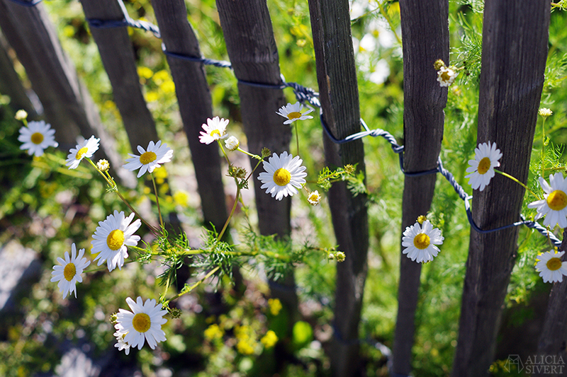 aliciasivert alicia sivert alicia sivertsson djurgården stockholm utflykt utflyktsmål rosendals trädgård blommor staket av pinnar