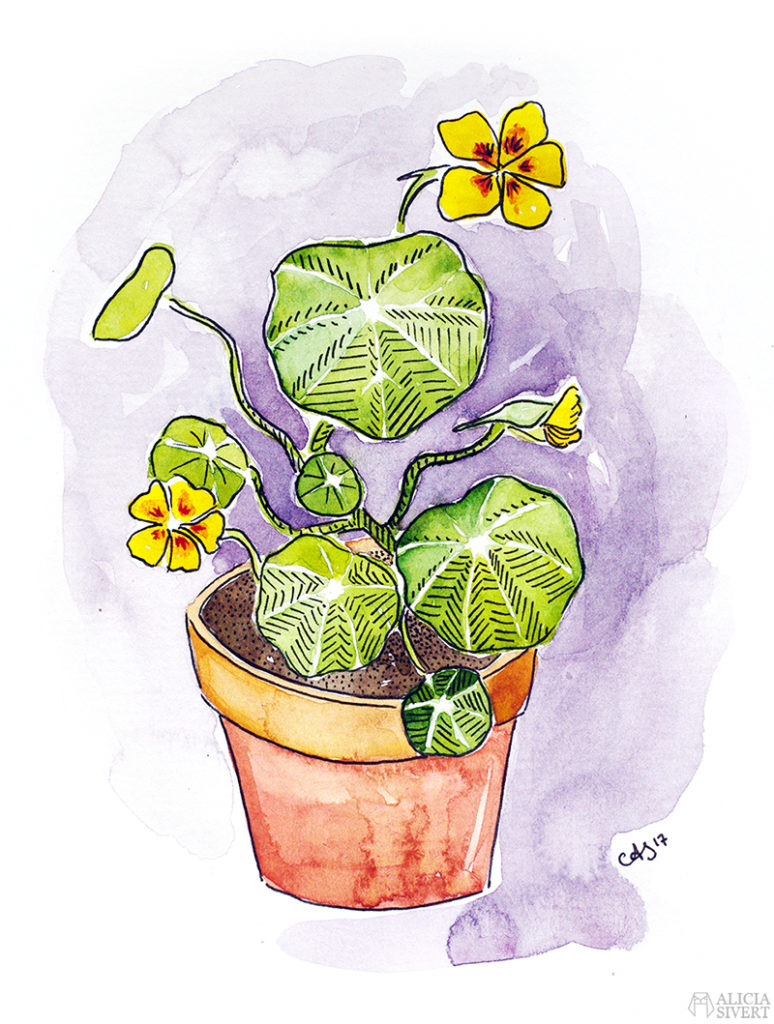 Krasse, illustration i akvarell och tusch av Alicia Sivertsson.