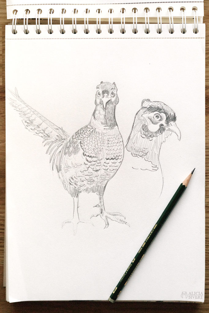 aliciasivert alicia sivert sivertsson konst teckning teckningar skiss skisser rita fasan fågel illustration skapande