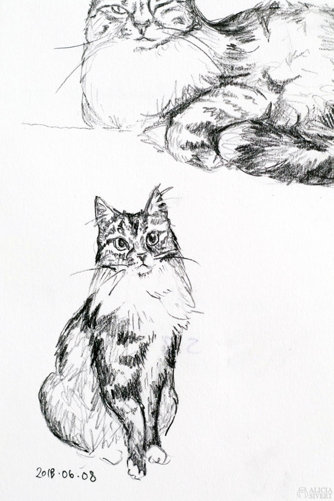 Teckningsutmaningen i juni, foto av Alicia Sivertsson. aliciasivert teckning teckningar teckna rita skiss skissa skapa skapande utmaning kreativitet skaparutmaning bloggutmaning månadsutmaning kreativ penna pennor blyertspennor blyertspenna katt katten vifslan