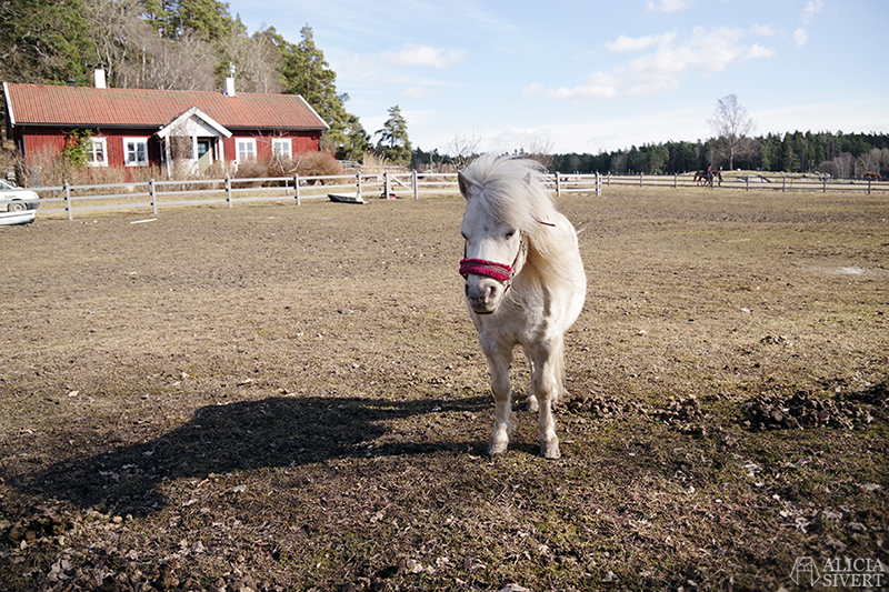 Rönninge by i Täby, foto av Alicia Sivertsson - www.aliciasivert.se // shetlandsponny shettis ponny häst