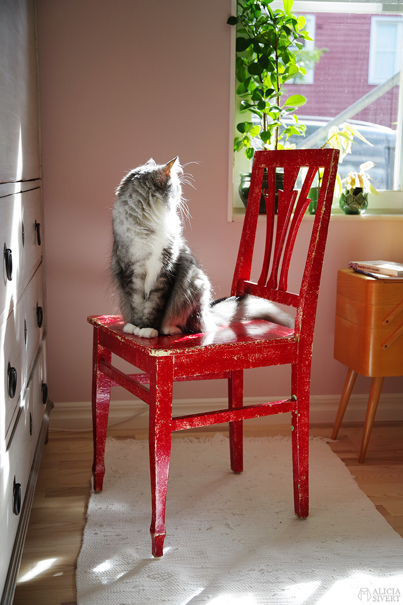 Katten Tofslan på en röd stol i motljus - www.aliciasivert.se