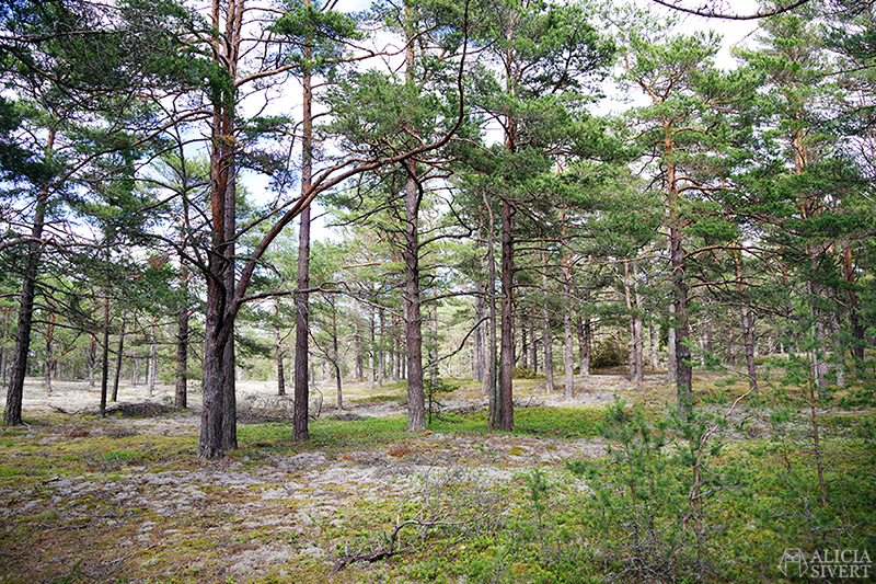 Sandfältet, en sommardag på Sandön - www.aliciasivert.se