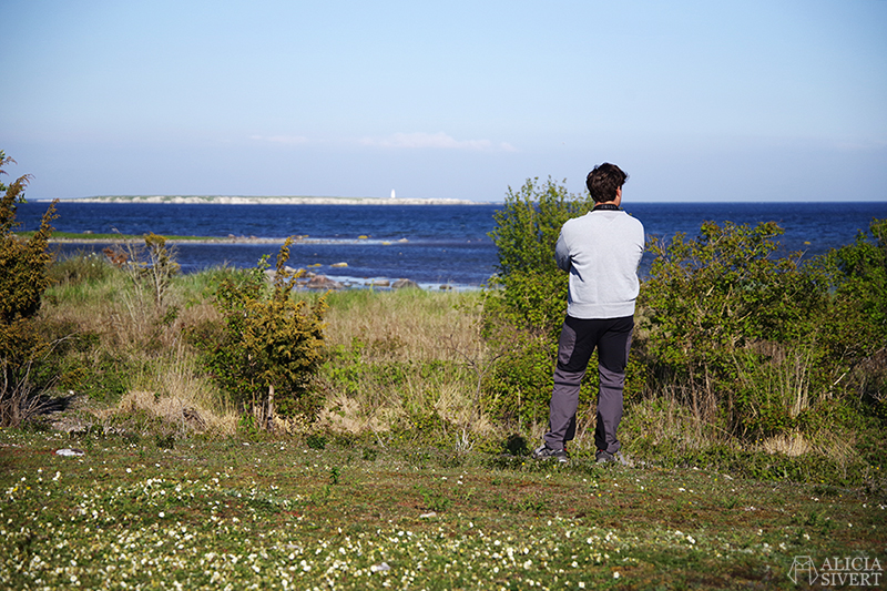 Andreas fågelskådar. Gotland i juni - www.aliciasivert.se