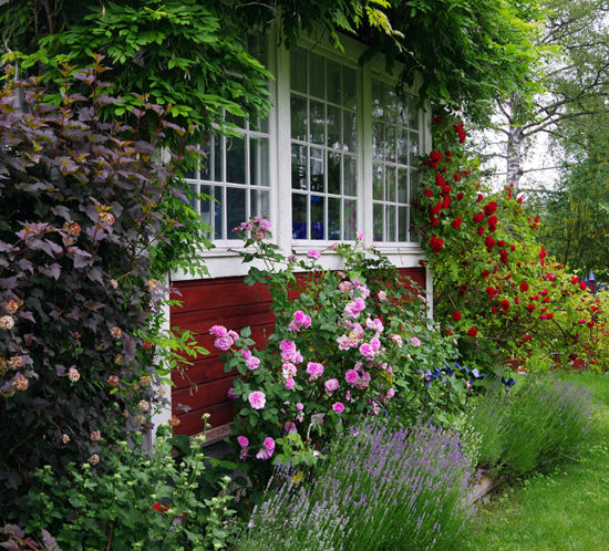 Veranda med rosor och lavendel i rabatten. Mammas trädgård - www.aliciasivert.se
