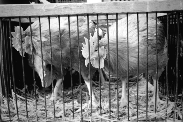 aliciasivert, alicia sivertsson, Le Nebourg, market day, livestock, hen, chicken, chicks, höns, hönor, kycklingar, marknad, marknadsdag, rooster, roosters, cocks, tupp, tuppar, bur, cage, black and white, svartvit