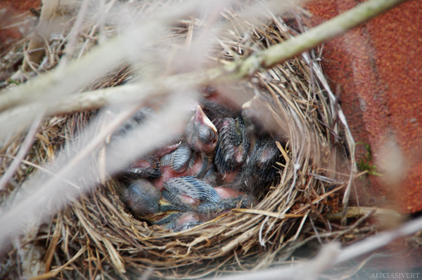 aliciasivert, alicia sivertsson, koltrast, fågel, fågelungar, koltrastungar, fågelbo, blackbird nest, chicks