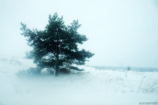 aliciasivert, alicia sivertsson, snö, snow, winter, vinter, tree, träd