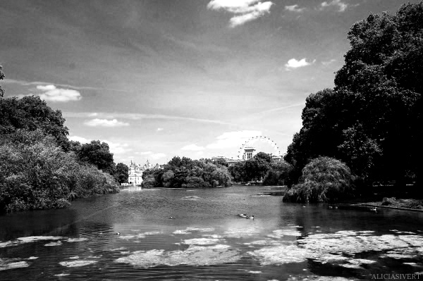 aliciasivert, Alicia Sivertsson, London, svartvitt, black and white, st james' park