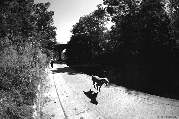 aliciasivert, Alicia Sivertsson, London, svartvitt, black and white, regent's canal