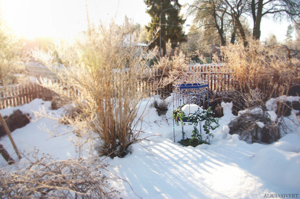 aliciasivert alicia sivertsson snö vinter trädgård motljus sol solsken snow winter garden sweden backlight sun sunshine