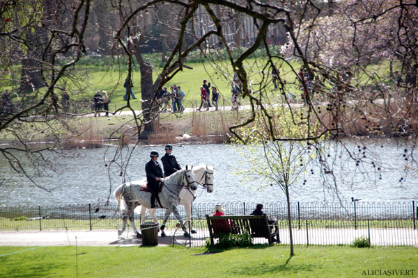 aliciasivert, alicia sivertsson, london, england, St. james's park, spring, vår, häst, hästar, horse, horses