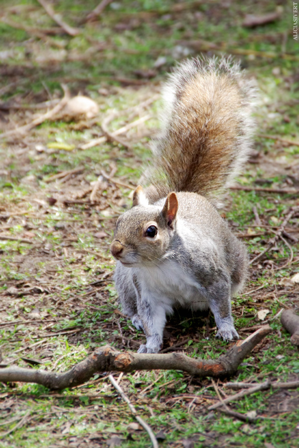 aliciasivert, alicia sivertsson, london, england, St. james's park, ekorre, squirrel, 