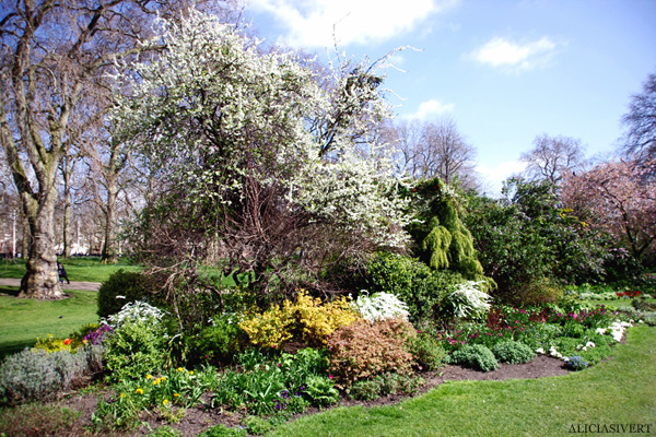 aliciasivert, alicia sivertsson, london, england, St. james's park, 